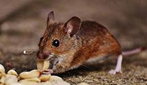 24 Hour & Emergency Exterminators in Crockett Mls, TN
